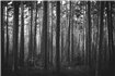 Leśny Poranek Black&white - Fototapeta WallArt