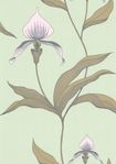 66/4028 – tapeta Orchid The Contemporary Selection Cole & Son