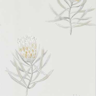 216328 – tapeta Protea Flower Daffodil/Natural Art Of The Garden Sanderson