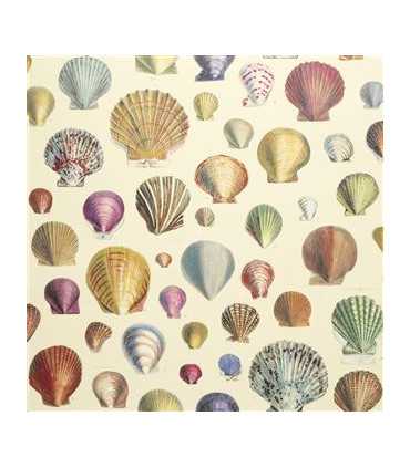 PJD6000/01 – tapeta Captain Thomas Brown's Shells Sepia Picture Book Wallpapers John Derian for Designers Guild