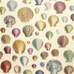 PJD6000/01 – tapeta Captain Thomas Brown's Shells Sepia Picture Book Wallpapers John Derian for Designers Guild