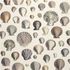 PJD6000/02 – tapeta Captain Thomas Brown's Shells Oyster Picture Book Wallpapers John Derian for Designers Guild