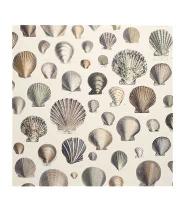 PJD6000/02 – tapeta Captain Thomas Brown's Shells Oyster Picture Book Wallpapers John Derian for Designers Guild
