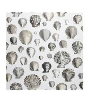 PJD6000/03 – tapeta Captain Thomas Brown's Shells Pearl Picture Book Wallpapers John Derian for Designers Guild
