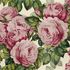 PJD6002/02 – tapeta The Rose Tuberose Picture Book Wallpapers John Derian for Designers Guild