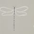 111933 – tapeta Dragonfly Parchment Japandi Scion
