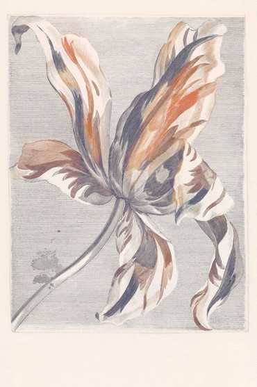 358116 – fototapeta Tulip Teyler Marine Masterpiece Eijffinger