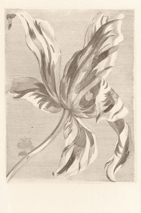 358117 – fototapeta Tulip Teyler Sepia Masterpiece Eijffinger