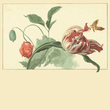 358118 – fototapeta Tulip and Poppy Cream Masterpiece Eijffinger