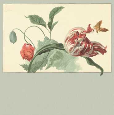 358119 – fototapeta Tulip and Poppy Sage Masterpiece Eijffinger