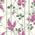 115/5013 – tapeta Wisteria Botanical Cole&Son