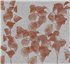 WDDI2202 – fototapeta Diaphanus Wall&Deco