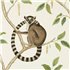 216664 – tapeta Ringtailed Lemur Sanderson The Glasshouse