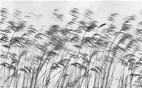 15134-06 - fototapeta Gone With The Wind LondonArt