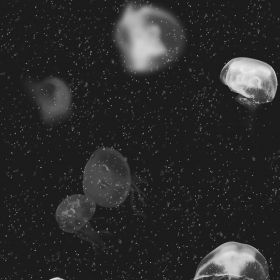 5800012 - panel Jellyfish Black Essentia 150/50 Coordonne
