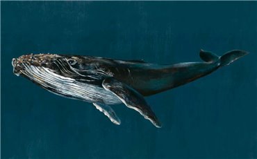 9500100 - panel Humpback Whale Ocean Naturae Coordonne