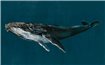 9500100 - panel Humpback Whale Ocean Naturae Coordonne