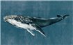 9500101 - panel Humpback Whale Vintage Naturae Coordonne
