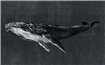 9500102 - panel Humpback Whale Night Naturae Coordonne