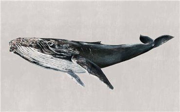 9500103 - panel Humpback Whale Grey Naturae Coordonne