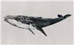 9500103 - panel Humpback Whale Grey Naturae Coordonne