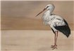 9500301 - panel Stork Mother Nude Naturae Coordonne