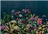 9500401 - panel Wild Floral Day Naturae Coordonne