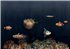 9500501 - panel Deep Ocean Mediterranean Naturae Coordonne