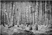 6500201 - panel Broken forest Black Random Papers Coordonne