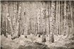 6500202 - panel Broken forest Sepia Random Papers Coordonne