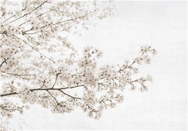 6500305 - panel Blossom almond tree Grey Random Papers Coordonne