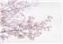 6500306 - panel Blossom almond tree Pink Random Papers Coordonne
