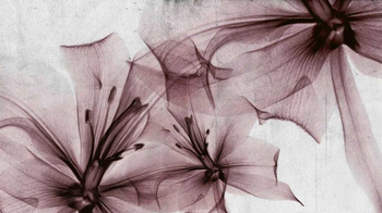 6800412 - panel Gigant Flora Rose Random Papers II Coordonne