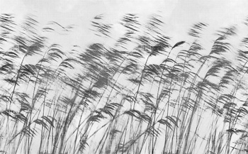 15134-06 - fototapeta Gone With The Wind LondonArt