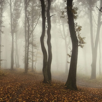 R15281 – fototapeta Timberland Rebel Walls