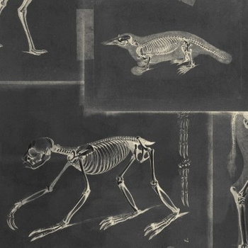 Tapeta Mind The Gap WP20237 ZOOARCHAEOLOGY ANTHRACITE