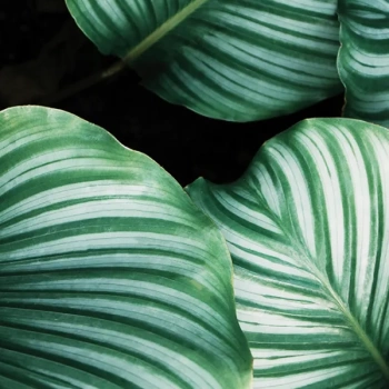 R15831 – fototapeta Beetle Valley Rebel Walls