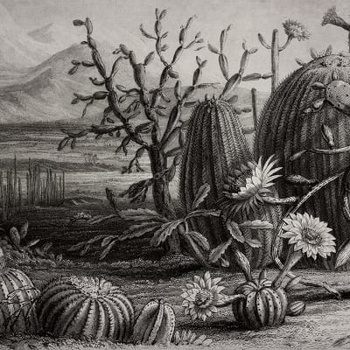 R15741 Cactus Garden - Fototapeta RebelWalls