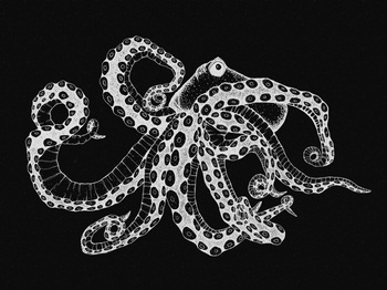 9500802 - panel Octopus X-Ray Black Naturae Coordonne
