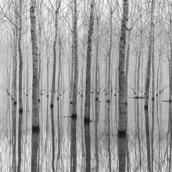 R16061 Birch Echo - Fototapeta RebelWalls