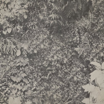 WDVG1502 – fototapeta Vertical Green Contemporary 2015 Wall & Deco