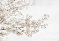 Non-woven