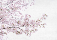 Non-woven