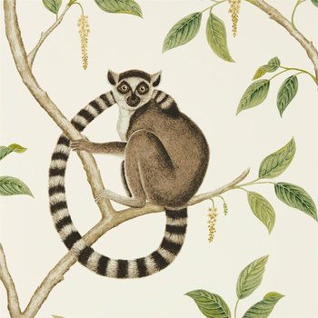 216664 – tapeta Ringtailed Lemur Sanderson The Glasshouse