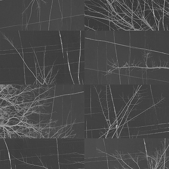 WDBH1703 – fototapeta Bois D'hiver Contemporary 2017 Wall & Deco