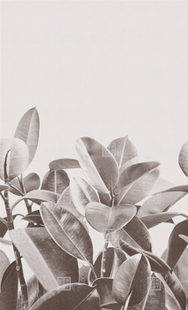 18056-02 – fototapeta Rubber Plant LondonArt