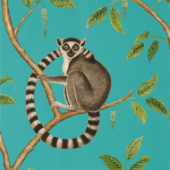 216663 – tapeta Ringtailed Lemur Sanderson The Glasshouse