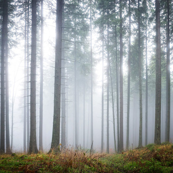 R15201 – fototapeta Forest Glade Rebel Walls