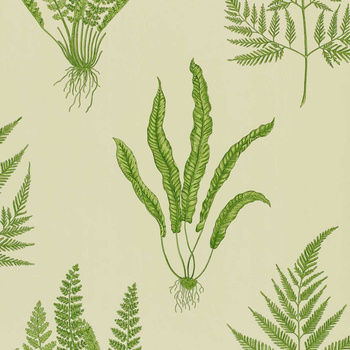 DAPGWO102 - tapeta Woodland Ferns One Sixty Sanderson