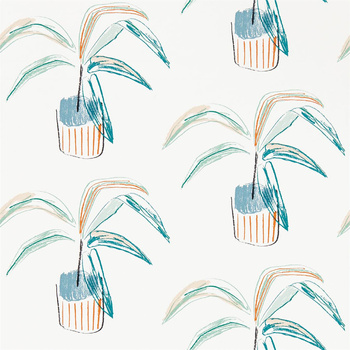 111990 – tapeta Crassula Zanzibar Scion